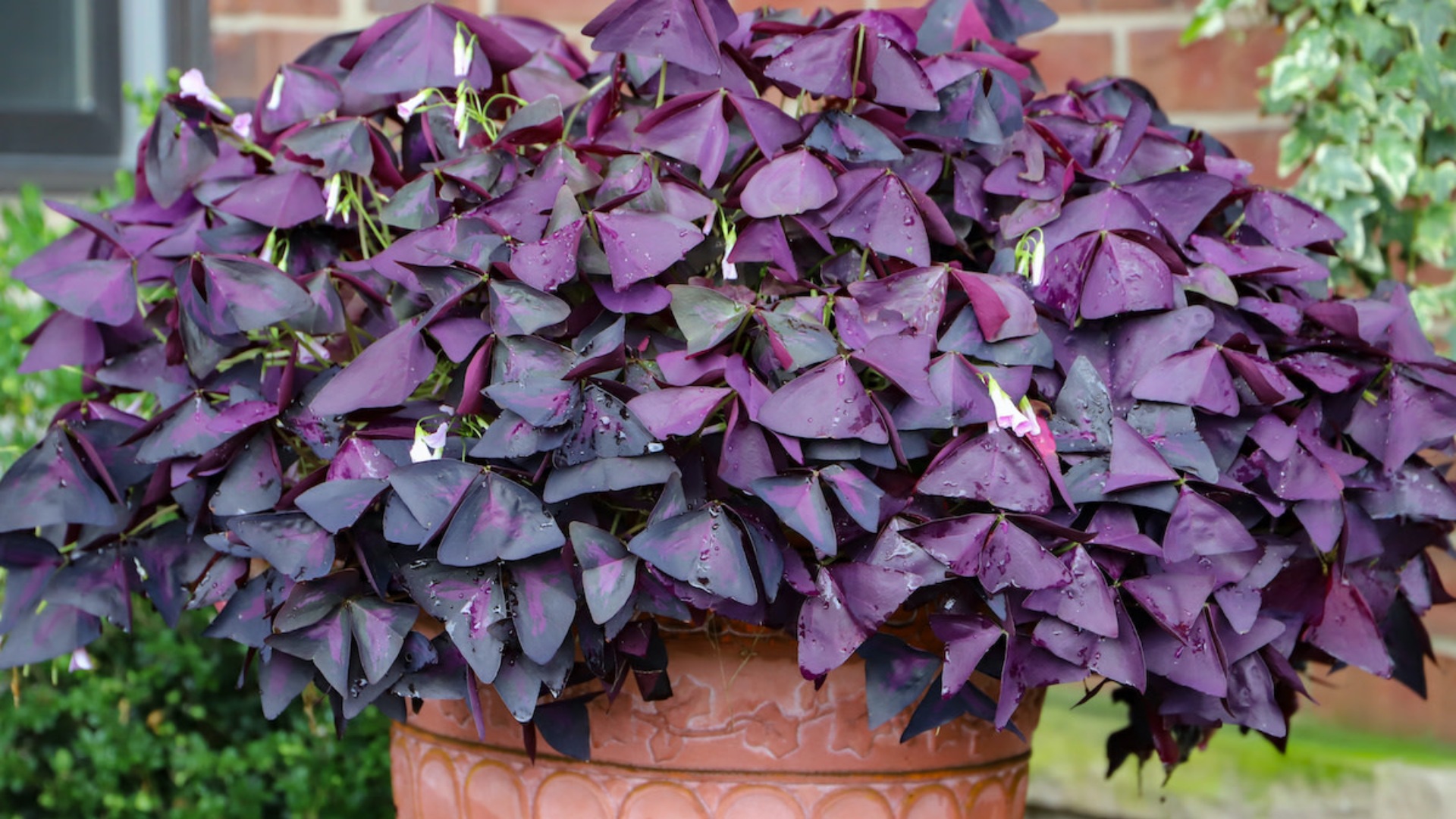 plant with purple and green leaves of oxalis triangularis growing in a pot with dense triangular foliage