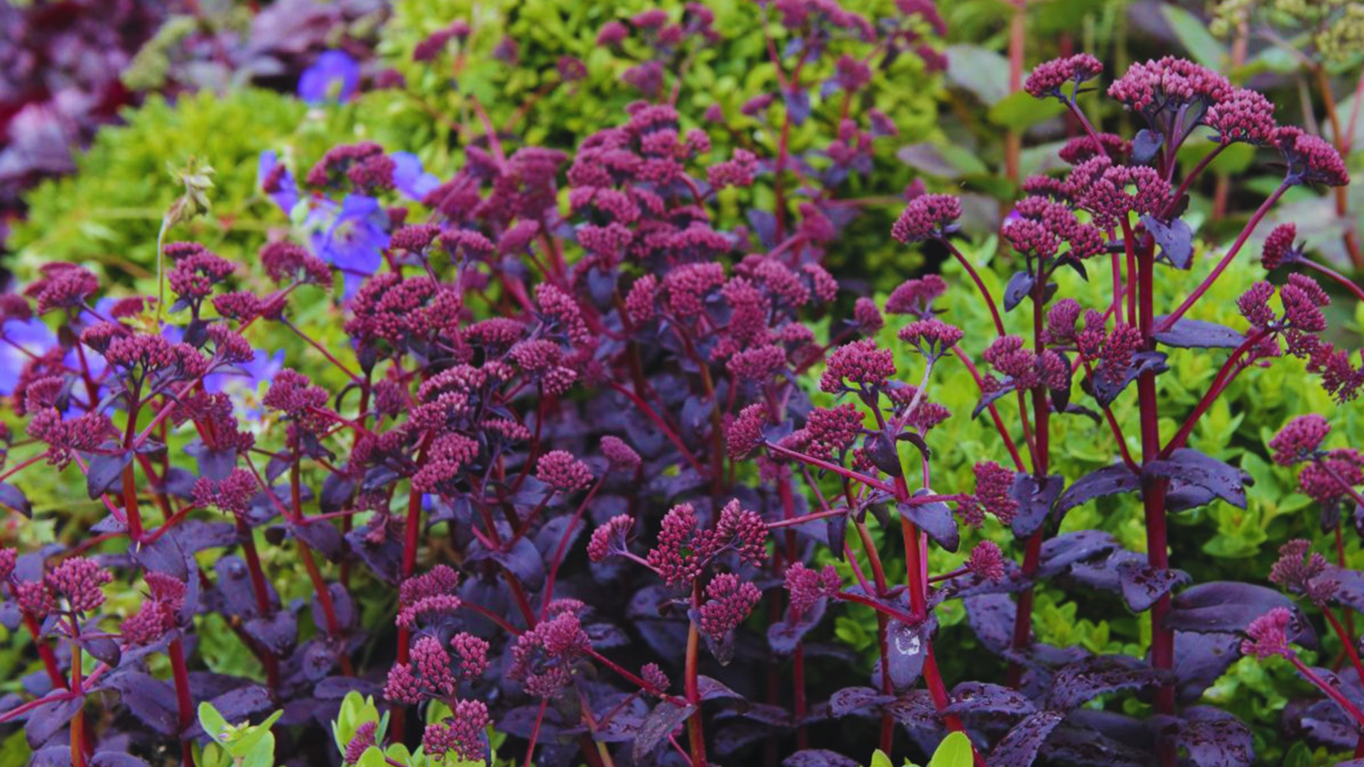 plant with purple and green leaves of sedum purple emperor showing dark burgundy foliage