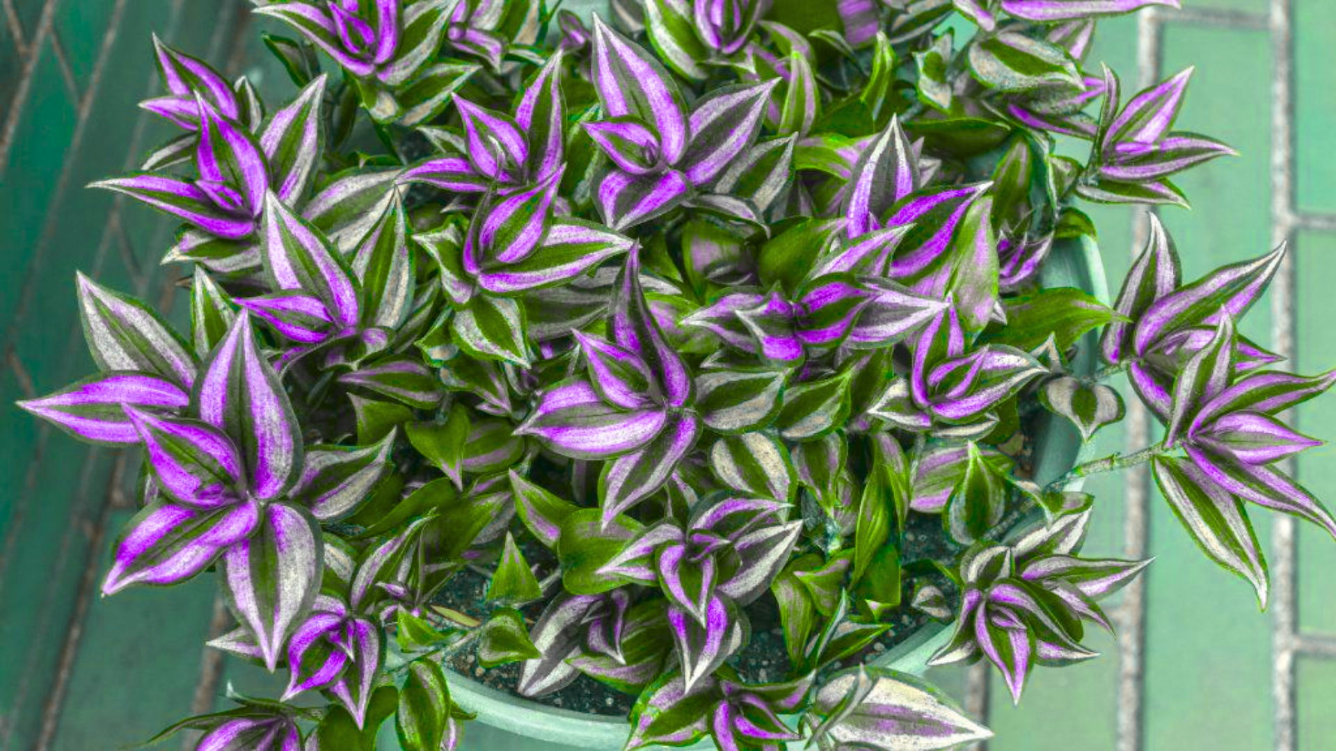 plant with purple and green leaves of tradescantia zebrina growing densely in a pot
