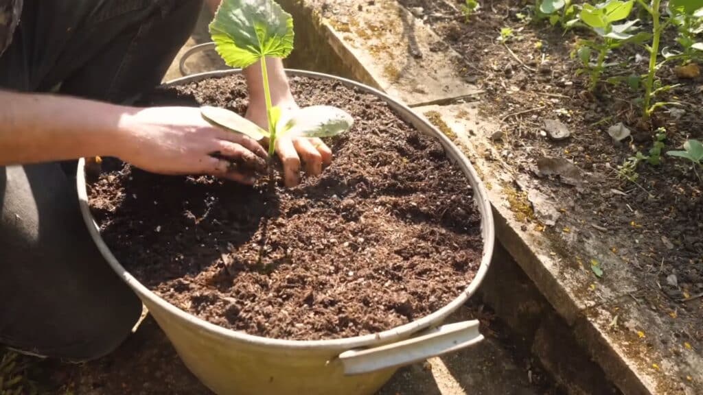 planting vegetables in container with proper spacing and soil support for healthy root establishment