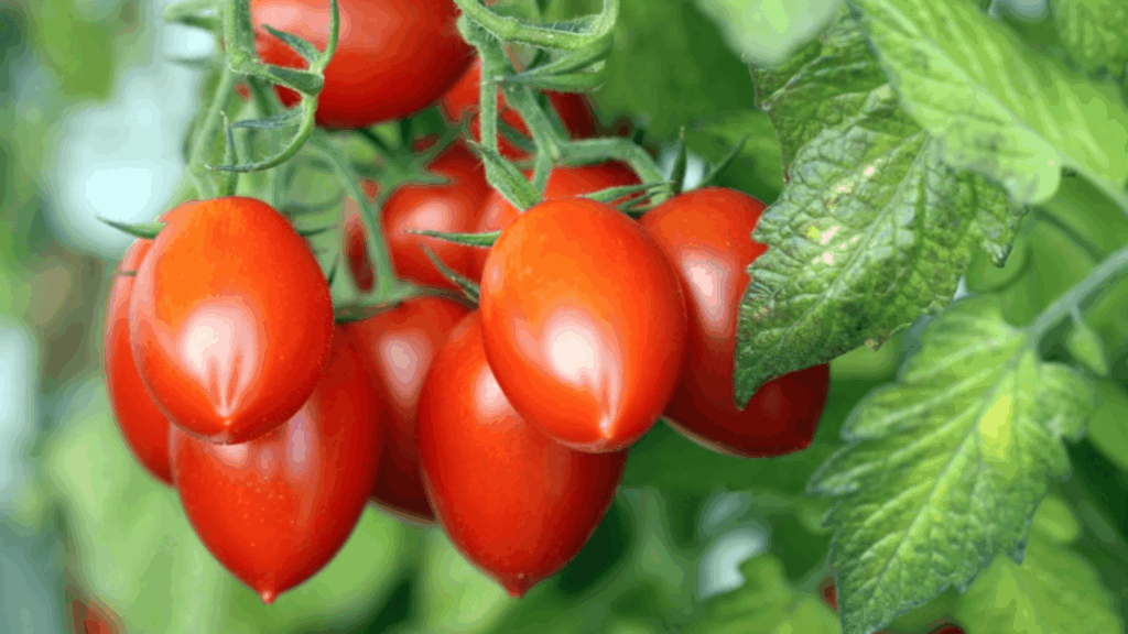 plum tomatoes growing in clusters on vine with smooth red skin oval shape and green leaves in garden setting