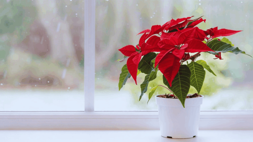 poinsettia plant with red leaves in white pot placed on indoor window sill with soft light