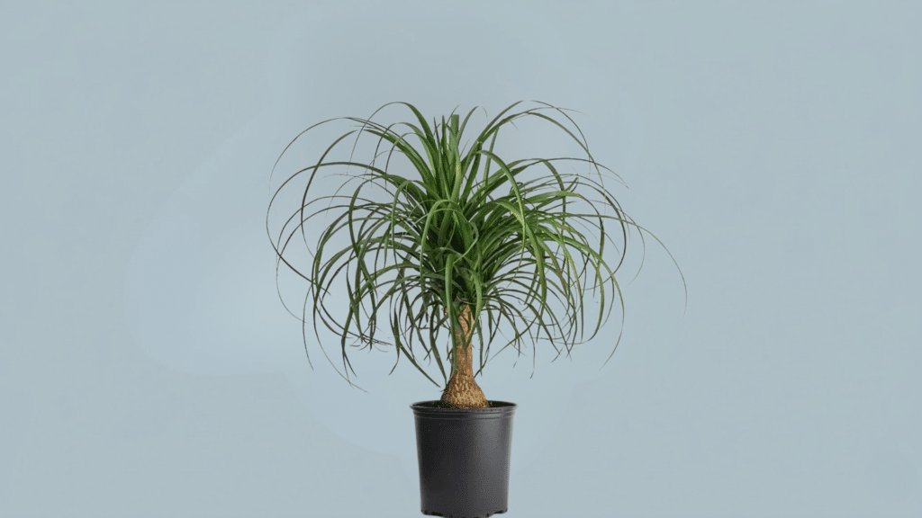 ponytail palm indoors with swollen base and long cascading leaves in pot