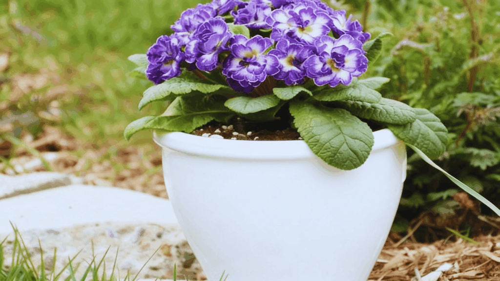 primrose plant with purple flowers in white pot placed outdoors on stone path with green garden