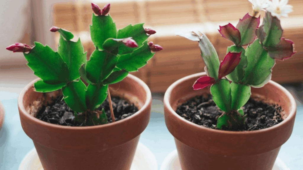 propagating cactus plants in small pots with green pads and buds placed indoors near window light