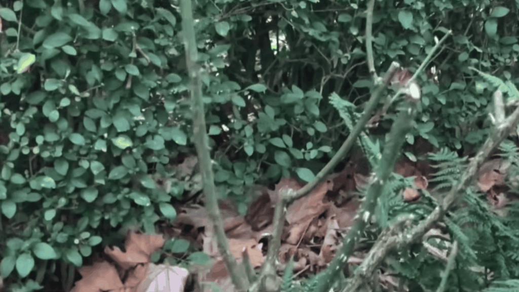 pruned plant stems standing in soil with trimmed branches and leafy hedge in background
