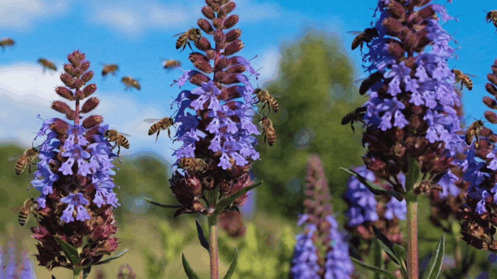 purple flowers covered with bees collecting nectar in a sunny garden scene