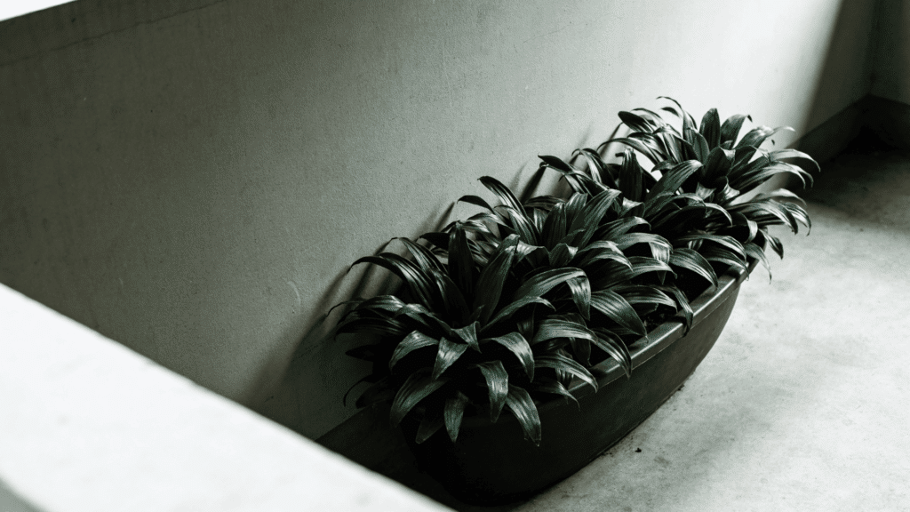 rectangular planter with lush green plants placed on a concrete floor against a plain wall in soft natural light