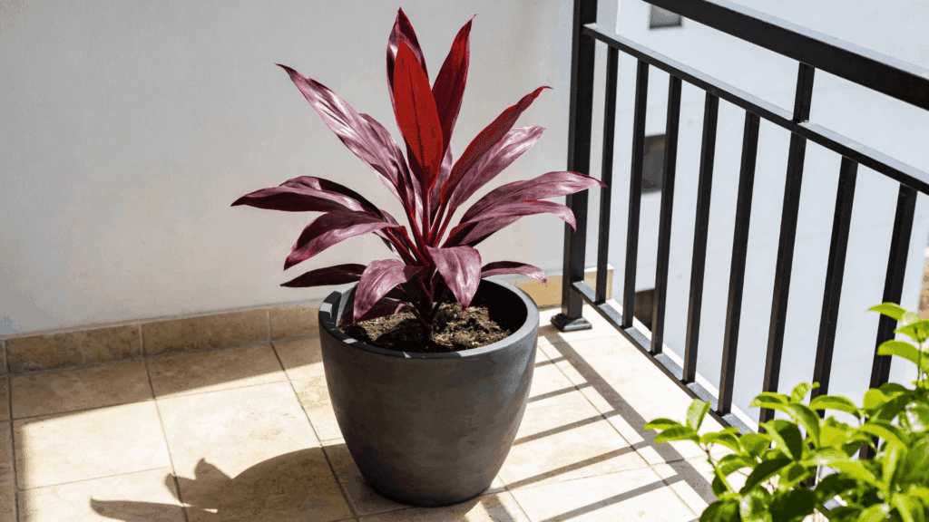 red leafy plant in a black pot placed on a sunlit tiled balcony near a metal railing
