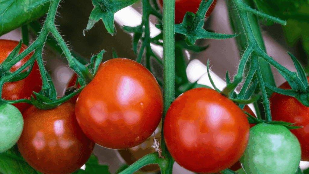 ripe and unripe better boy tomatoes growing on a vine with green leaves in a garden setting