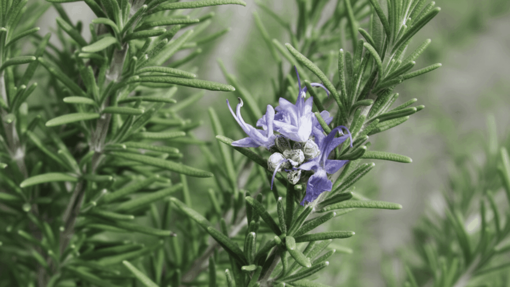 rosemary plant with green needle leaves and small purple flower growing in dry soil showing drought resistant plant