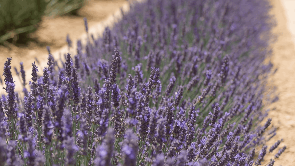 row of purple lavender flowers growing along a path in sunlight full sun perennials that grow with little care