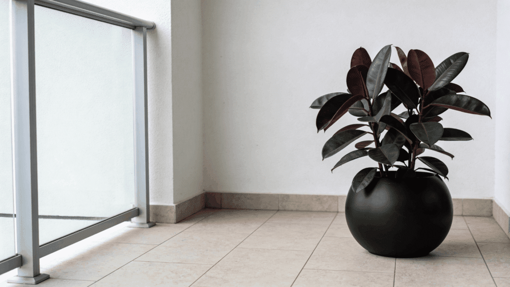 rubber plant with dark green leaves in black pot on tiled balcony beside glass railing and white wall