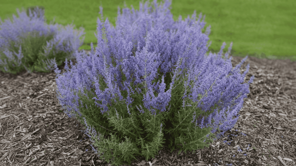 russian sage plant with soft purple flowers growing in dry soil showing strong drought resistant plant type
