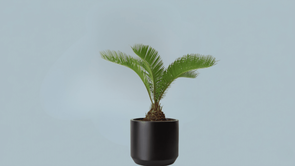 sago palm in indoor setting with stiff glossy fronds in circular pattern