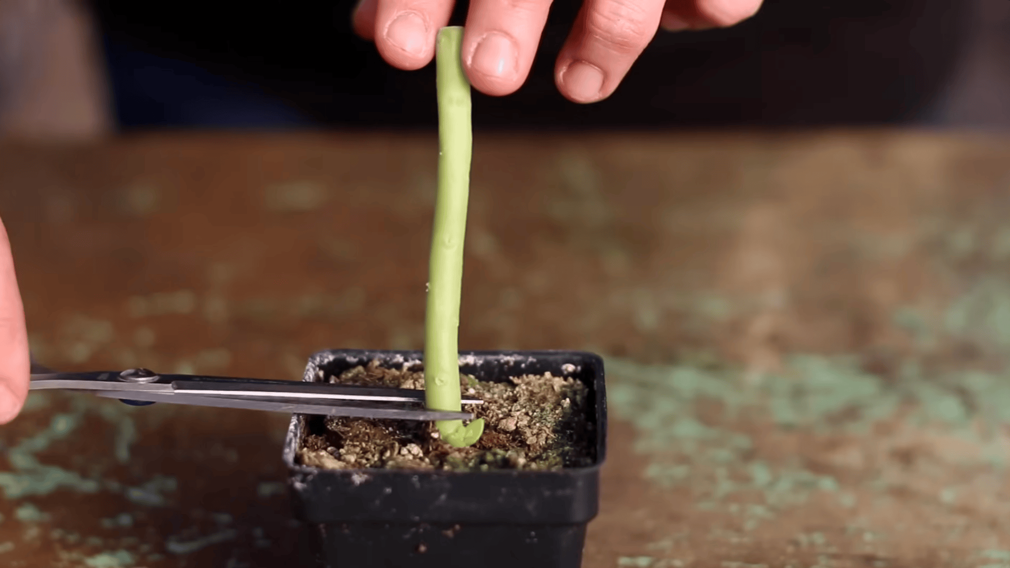 scissors cutting a tall succulent stem near the base in a small pot as part of pruning or propagation process
