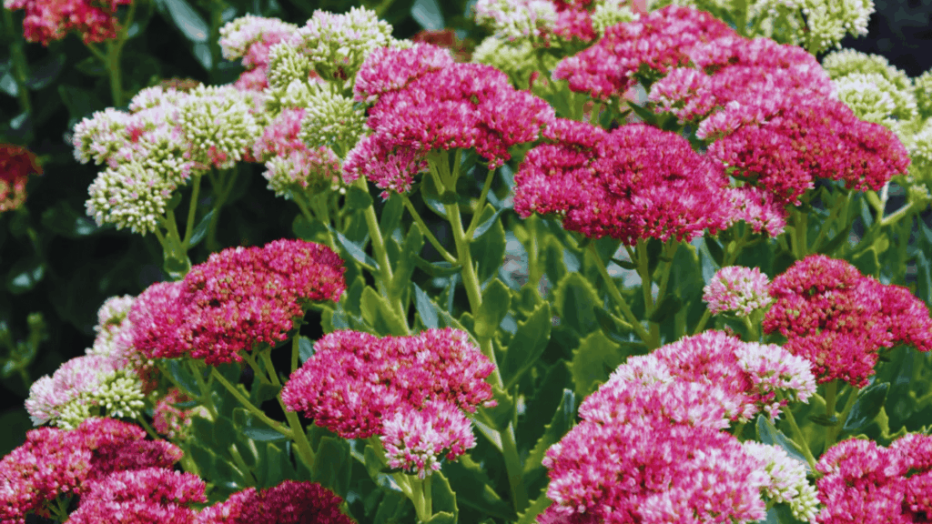 sedum plants with pink flower clusters growing in dry garden showing strong drought resistant plant type