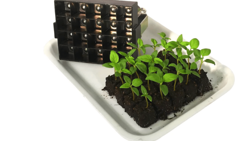 seedlings arranged in soil plugs on tray beside planting tool set ready for step one preparation before planting