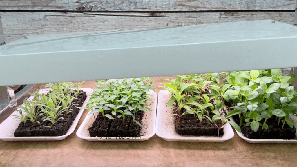 seedlings growing in trays under indoor grow light providing proper illumination for strong healthy plant development