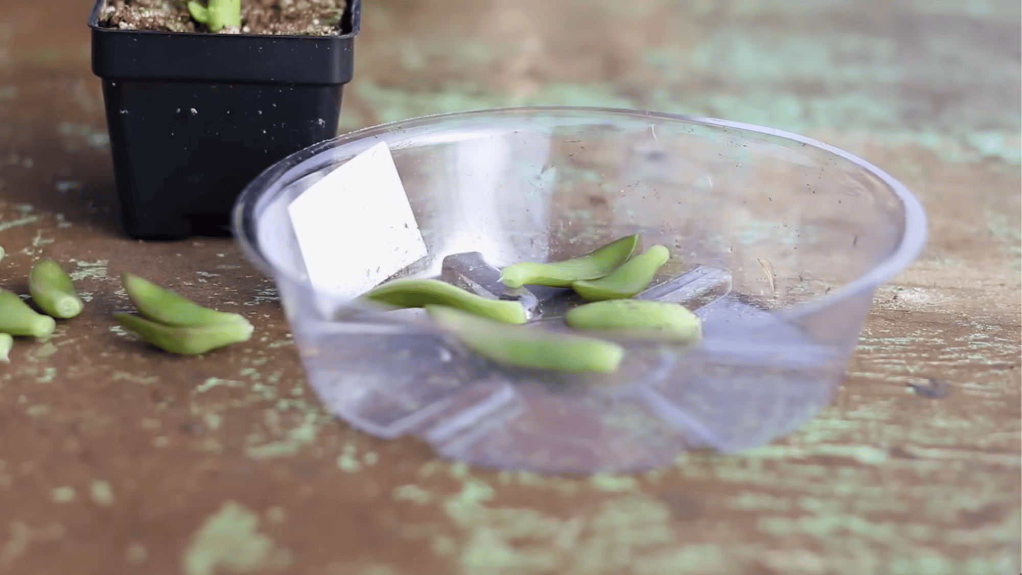 several green succulent leaves placed in a clear plastic dish on a worn wooden table ready for planting