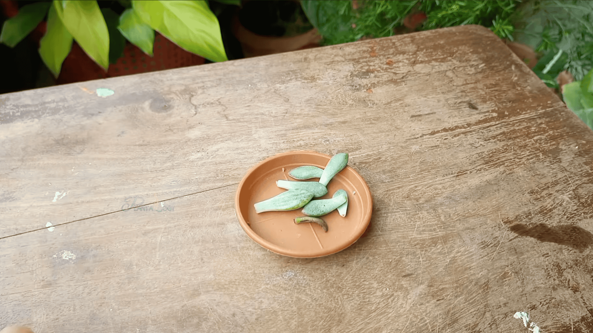 several succulent leaves placed in a small terracotta dish on a wooden table with green plants blurred in background