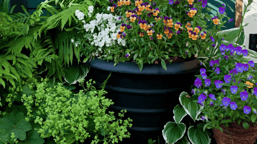 shade container garden with colorful flowers and leafy plants growing in pots in a shaded outdoor area