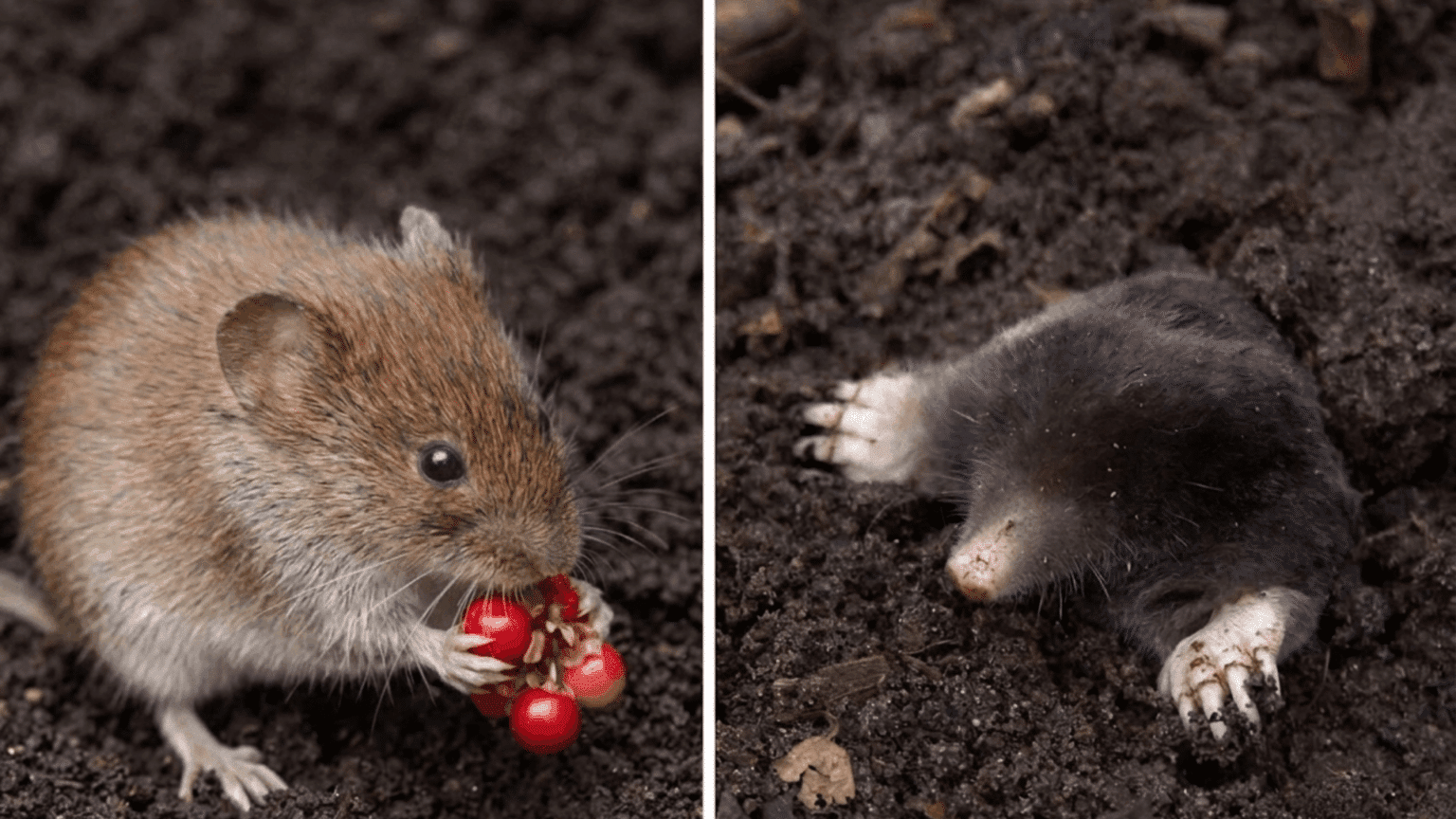 Vole In House Voles vs. Moles: How to Tell the Difference Between Them? - Opple House