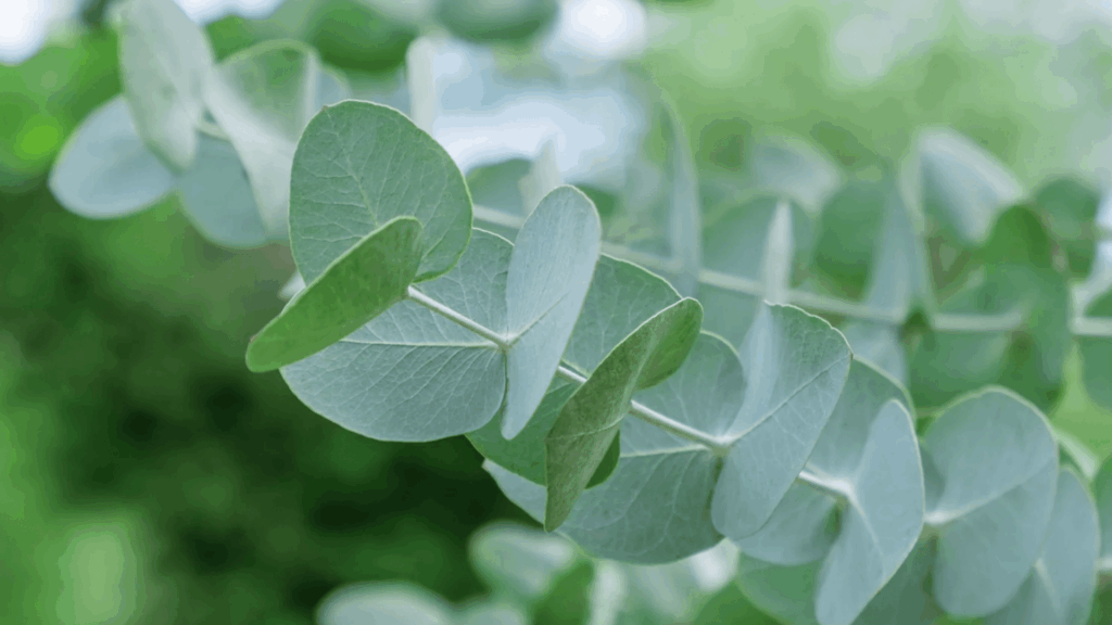 silver dollar plant with round bluish-green leaves edged in red in a ceramic pot on a wooden table by a sunny window