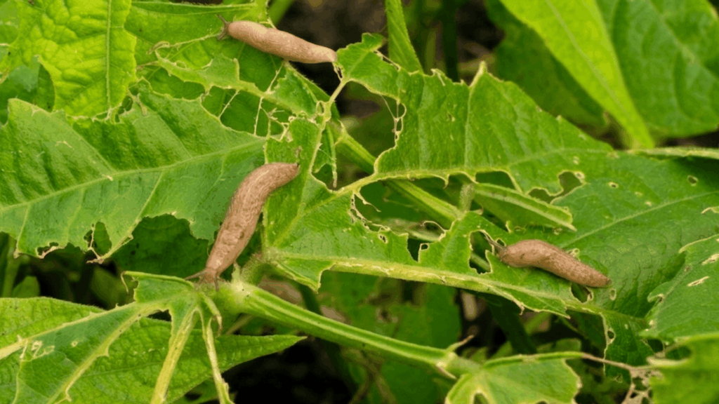 17 Natural Ways to Get Rid of Slugs in Your Garden slugs feeding on green leaves with visible holes and damage showing signs of garden pest activity