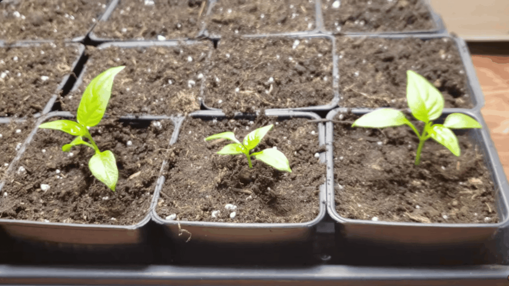 small green seedlings growing in separate soil cells under warm indoor light