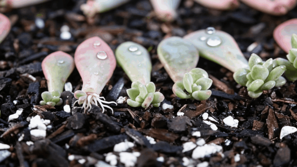 small succulent leaf cuttings sprouting tiny roots and new growth on dark soil with water droplets how to propagate succulents