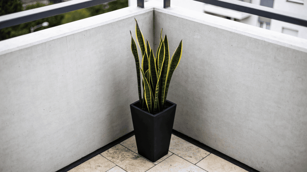 snake plant in black pot placed in a corner of a balcony with concrete walls and tiled floor