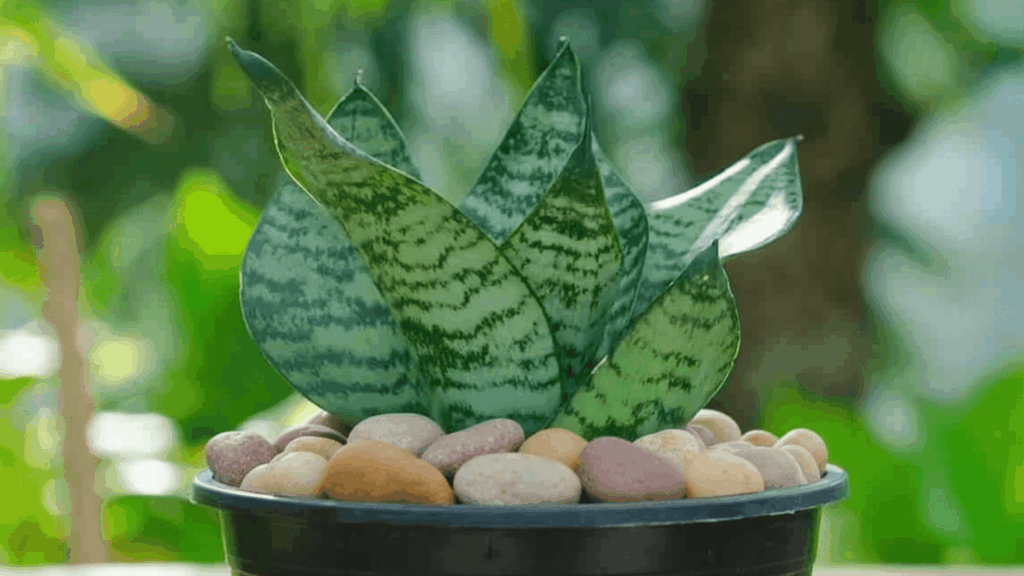 snake plant in small pot with thick patterned leaves showing strong drought resistant plant