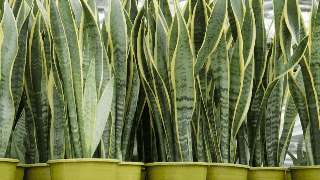 snake plants in pots with tall green variegated leaves indoors fast growing plants