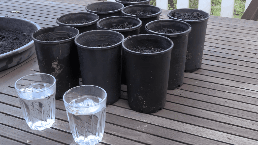 soak hollyhock seeds in water before planting in pots or trays with well draining soil for best results when to plant hollyhock seeds