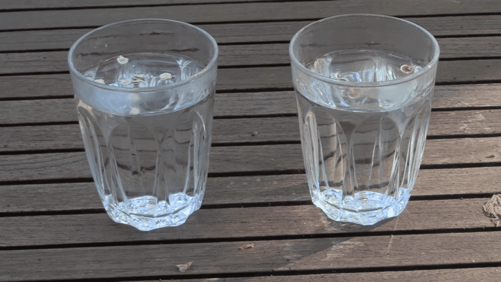 soak hollyhock seeds in water to test viability then plant in fall before first freeze for best growth results