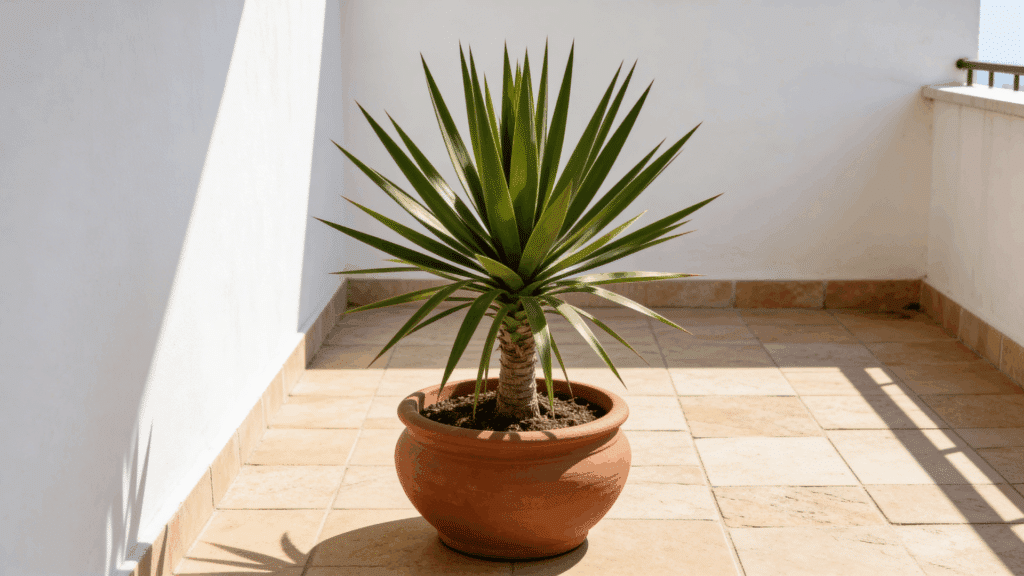 spiky green plant in a clay pot placed on a sunlit tiled balcony with white walls and shadows