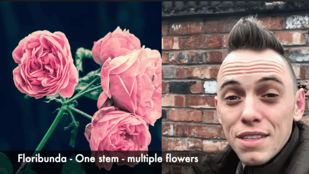 split view of pink roses and man speaking near brick wall explaining flower type outdoors