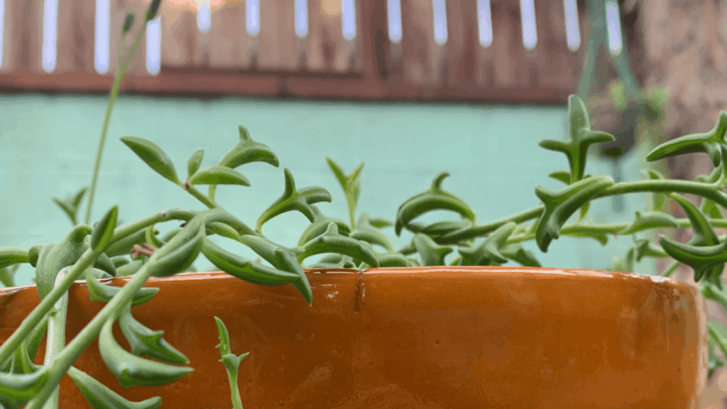 string of dolphins succulent with cascading dolphin shaped leaves in a hanging pot by a bright sunlit window