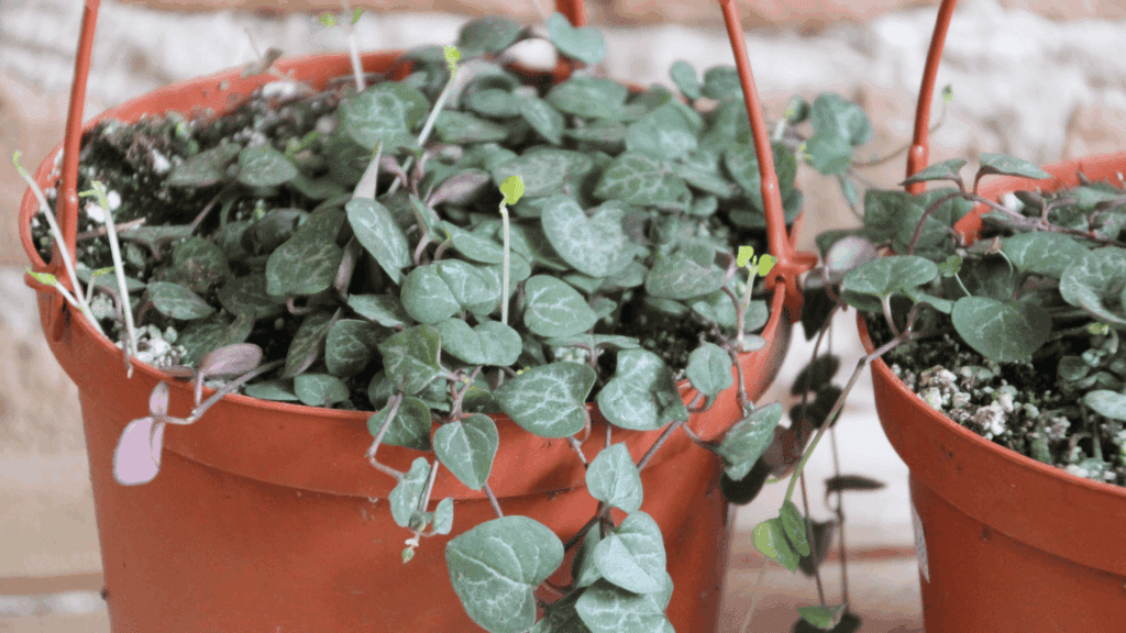 string of hearts succulent with trailing vines and silver-patterned heart shaped leaves in a hanging pot by a sunlit window