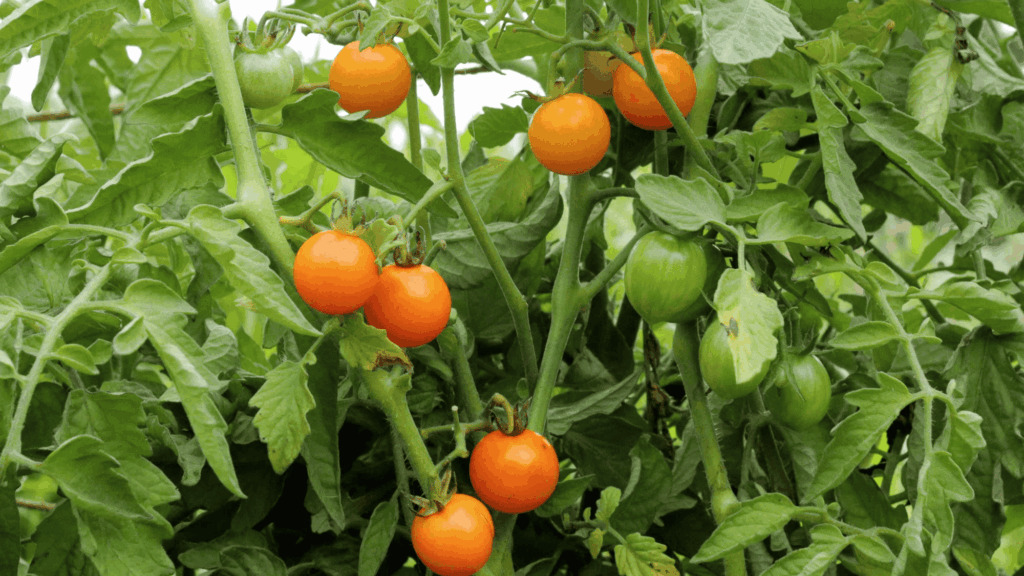 sun gold tomatoes growing on vine with small orange tomatoes and green leaves in garden