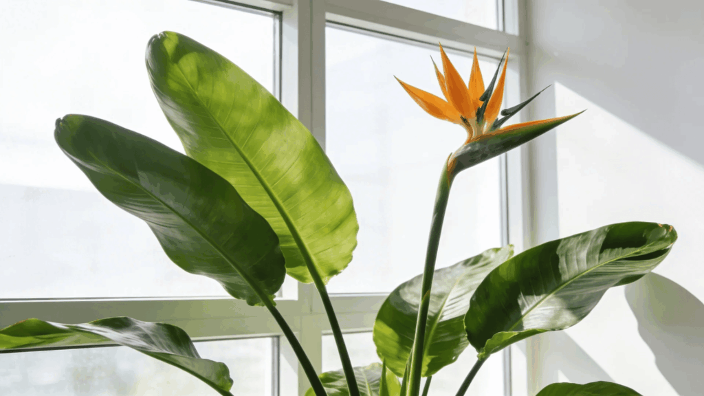 tall bird of paradise plant with wide leaves placed near window in bright modern indoor space