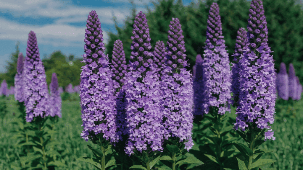 tall purple flowering spikes standing upright in a green field under blue sky