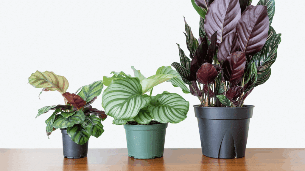 three indoor potted plants with green and purple leaves placed on a wooden table against a plain light background