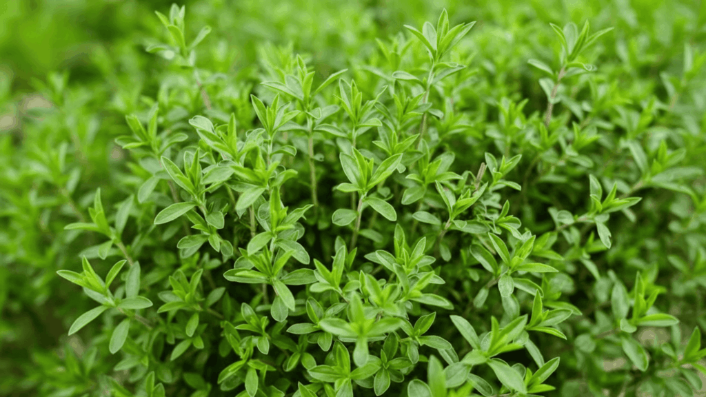 thyme plant with small green leaves growing in dry soil showing strong drought resistant plant type
