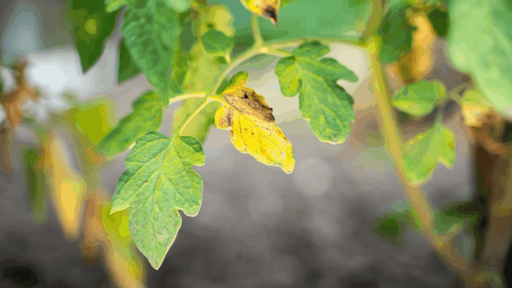 tomato plant leaves with yellowing and brown spots showing signs of disease or nutrient deficiency in a garden setting