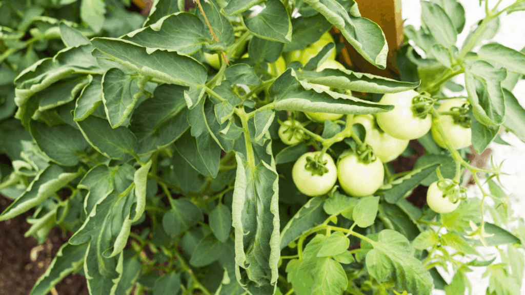 tomato plant with curled leaves and green unripe tomatoes showing signs of stress or environmental imbalance in garden setting