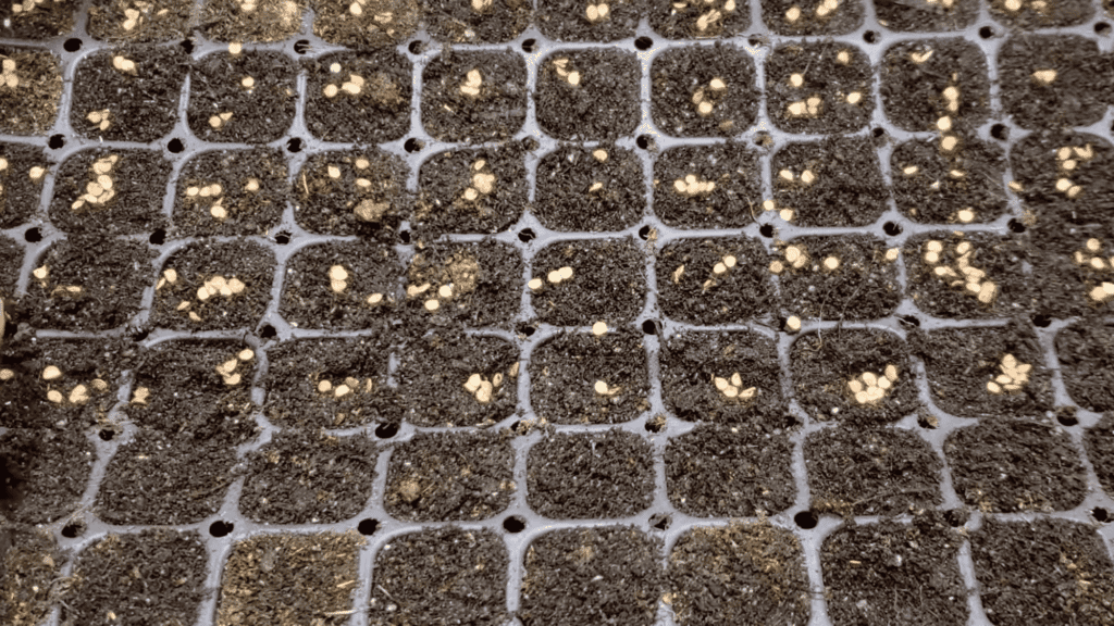 top view of seed tray filled with soil and scattered seeds ready for planting