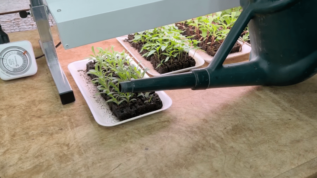 trays of young seedlings while watering indoor flower plants to ensure proper moisture for healthy growth