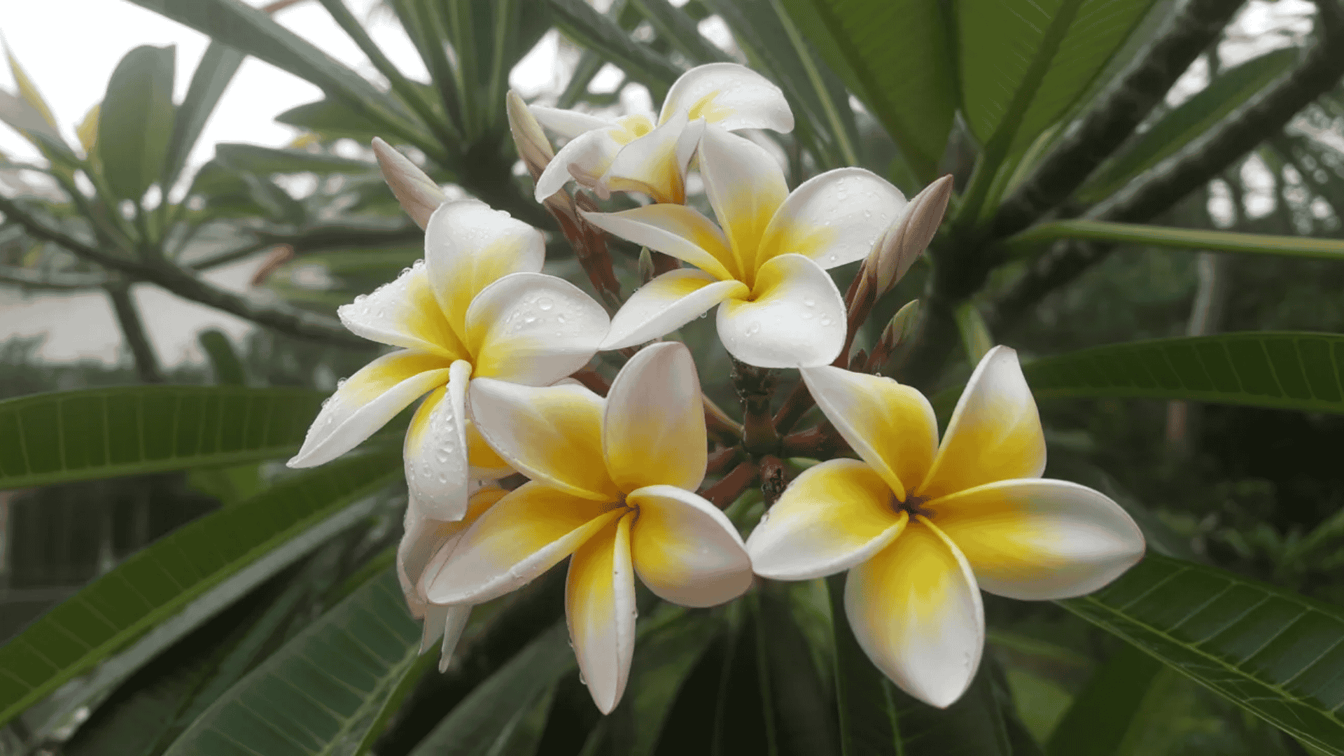 tropical plumeria flowers that smell good with a sweet citrus fragrance in full bloom